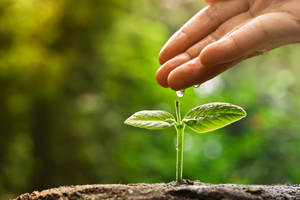 plant being watered by a hand