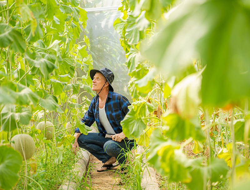 Cantaloupe farmer inspecting crop