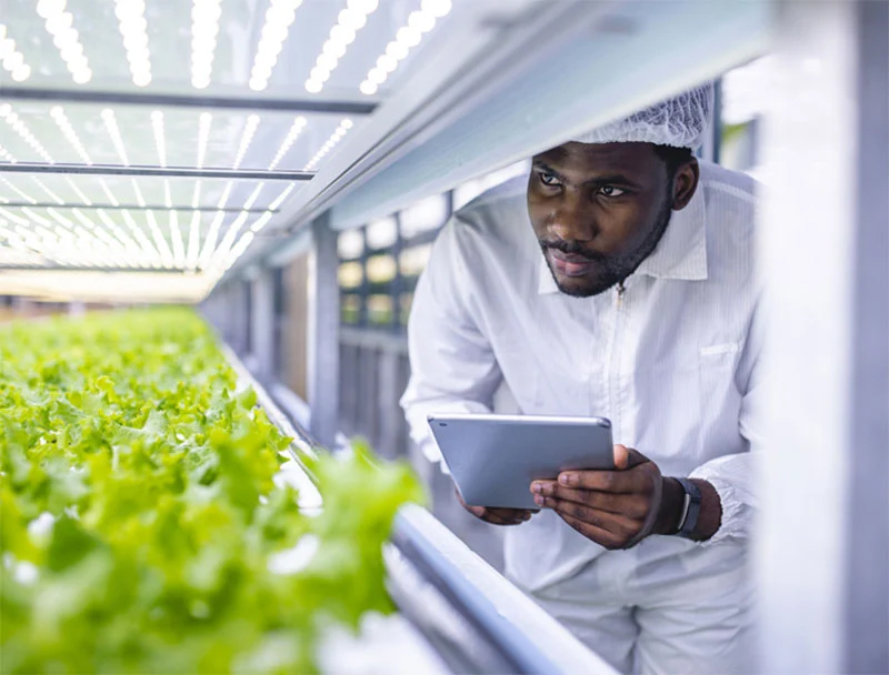 Scientist inspecting plants under lab lights