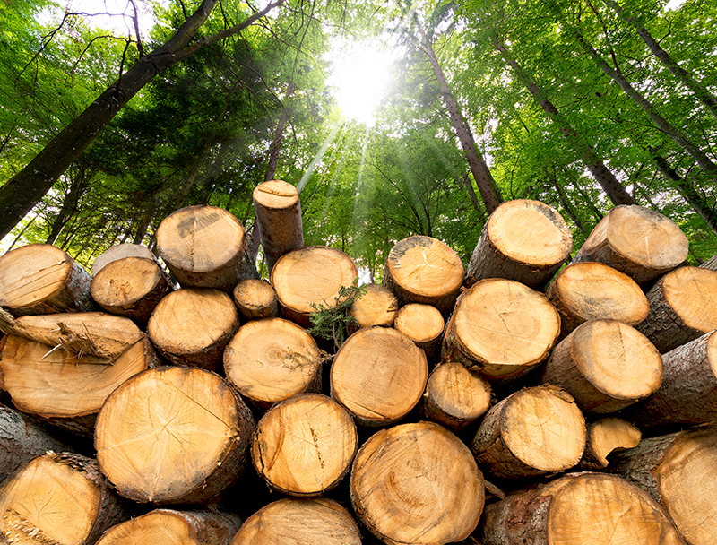 Cut logs in a forest
