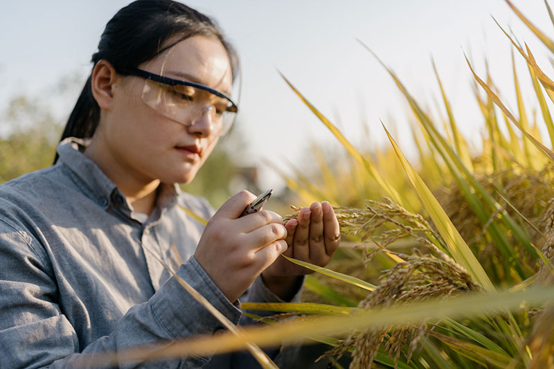 A scientist inspecting a crop outdoors