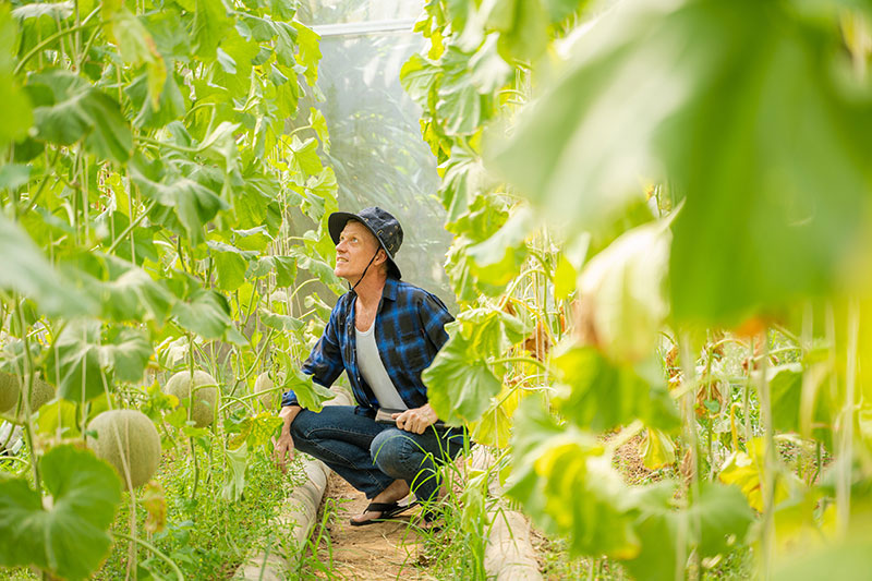 A farmer in a field inspecting his crops