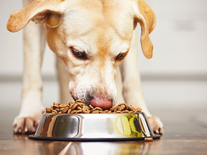 Dog eating food from stainless bowl