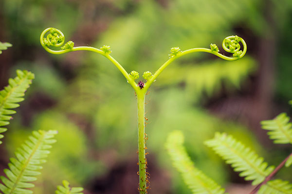Green leaves sprouting